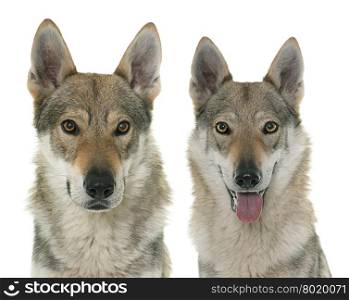 czechoslovakian wolf dogs in front of white background