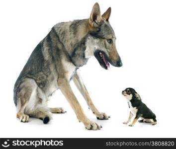 Czechoslovakian Wolfdog and puppy chihuahua in front of a white background