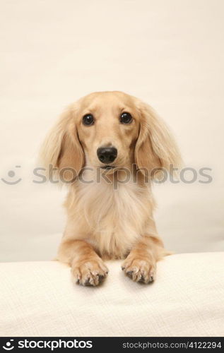 Dachshund