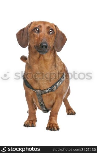 Dachshund. Dachshund dog in front of a white background