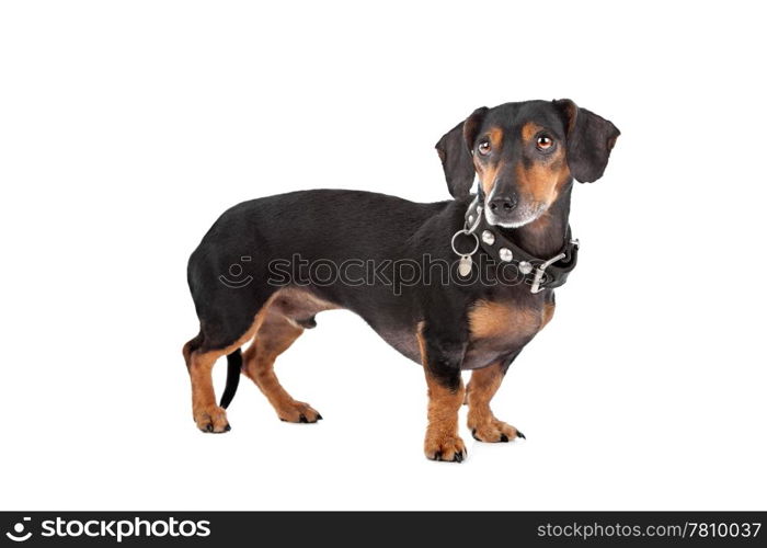 Dachshund. Dachshund in front of a white background