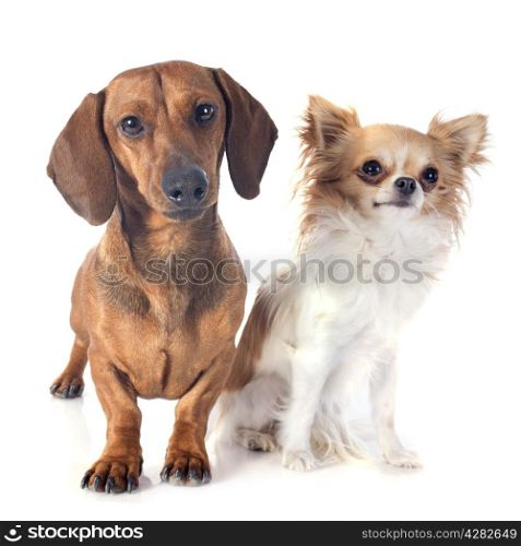 dachshund dog and chihuahua in front of white background