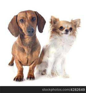 dachshund dog and chihuahua in front of white background