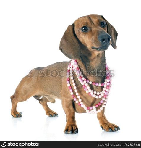dachshund dog and collar in front of white background