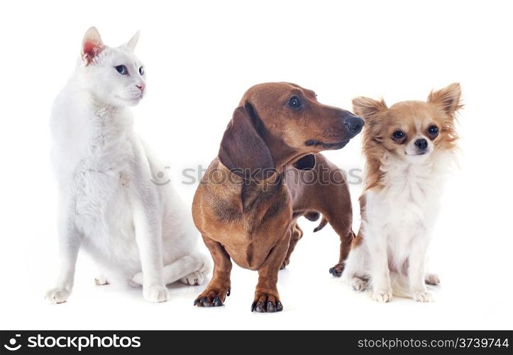 dachshund dog , chihuahua and cat in front of white background
