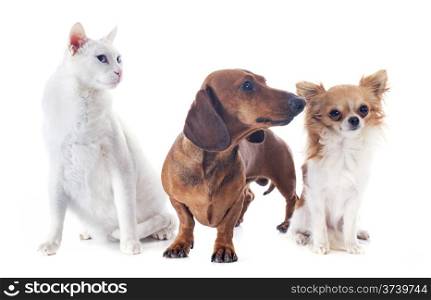 dachshund dog , chihuahua and cat in front of white background