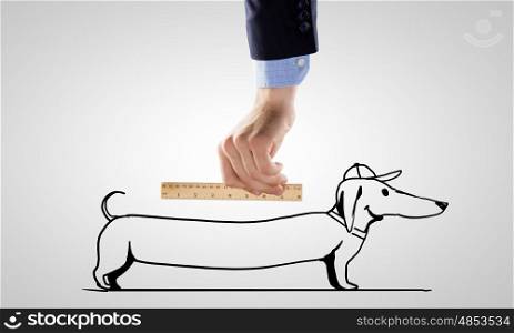 Dachshund dog. Close up of male hand measuring dachshund with ruler