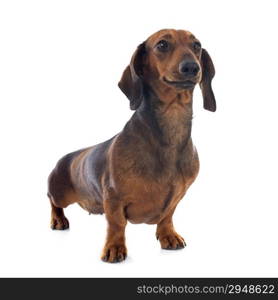 dachshund dog in front of white background