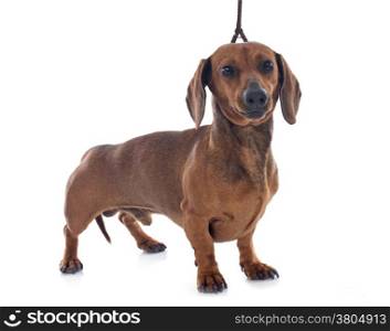 dachshund dog in front of white background