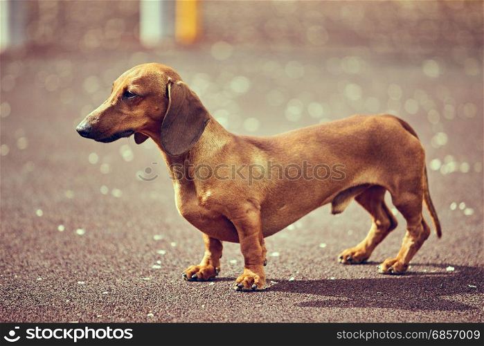 Dachshund dog in outdoor.