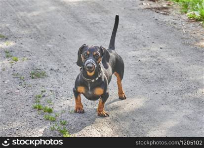 Dachshund dog on the road in the forest. summer