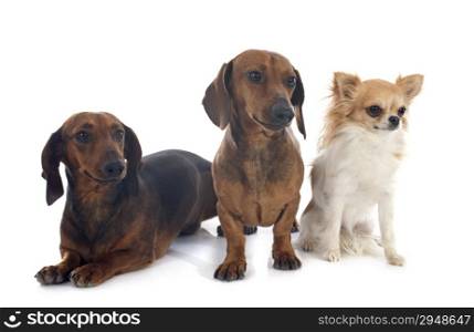 dachshund dogs and chihuahua in front of white background