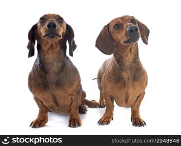 dachshund dogs in front of white background