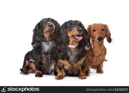 dachshund dogs. three dachshund dogs in front of a white background