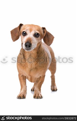 dachshund looking at camera. dachshund in front of a white background