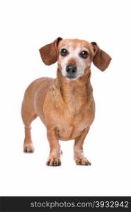 dachshund looking at camera. dachshund in front of a white background