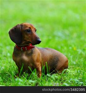 dachshund on green grass close up