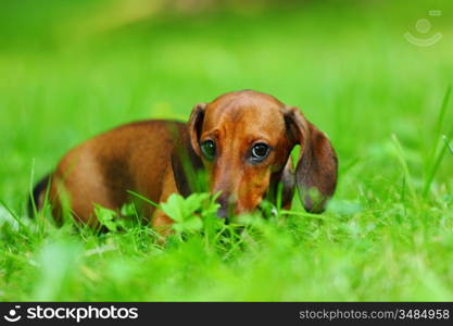 dachshund on green grass close up