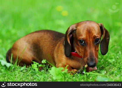 dachshund on green grass close up