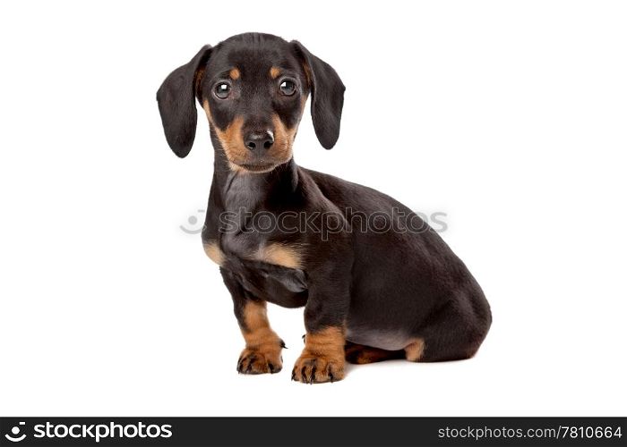Dachshund, Teckel puppy. Dachshund, Teckel puppy in front of a white background