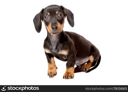 Dachshund, Teckel puppy. Dachshund, Teckel puppy in front of a white background