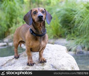 Dachshund upright on a rock in the river