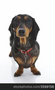 Dachshund Wearing Red Collar