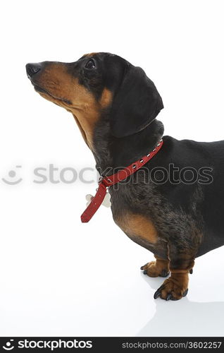 Dachshund Wearing Red Collar