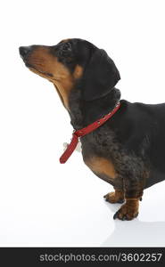 Dachshund Wearing Red Collar