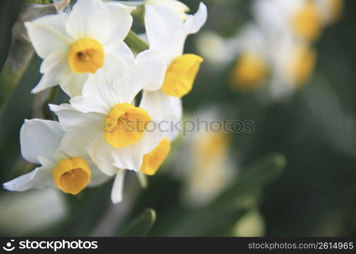 Daffodil