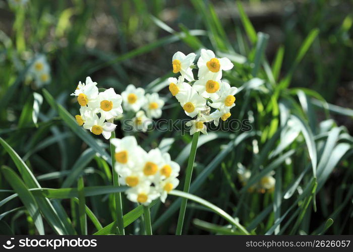 Daffodil