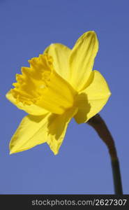 Daffodil