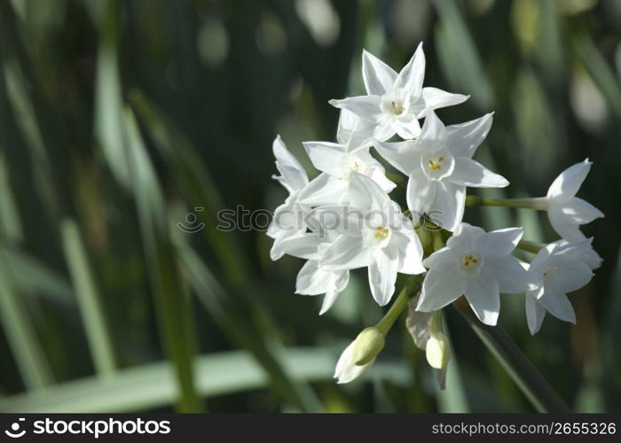 Daffodil