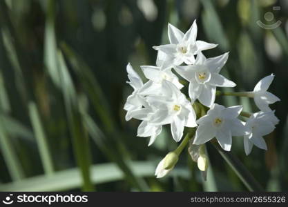 Daffodil