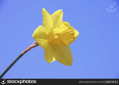 Daffodil