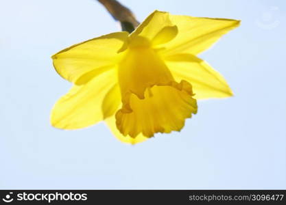 Daffodil