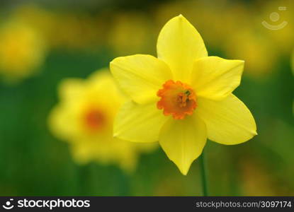 Daffodil