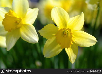 Daffodil