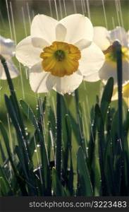 Daffodil and Rain
