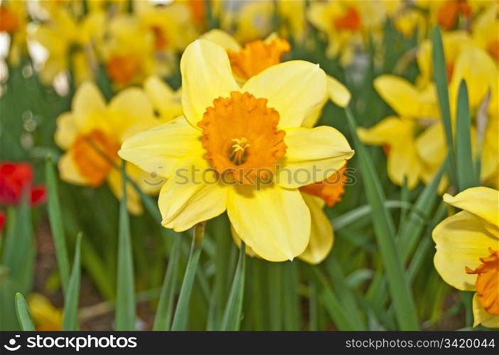 daffodil blooming. Daffodil