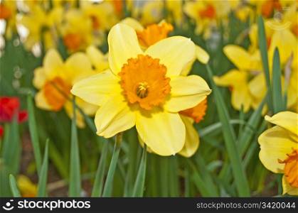 daffodil blooming. Daffodil
