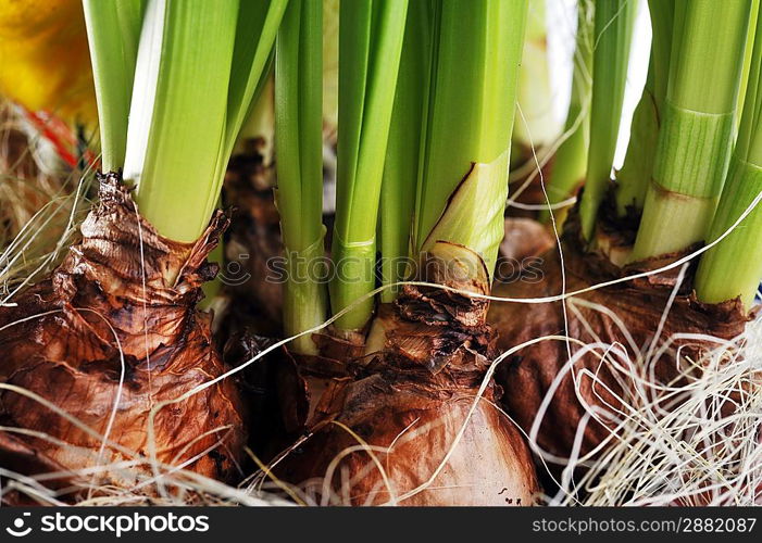 daffodil bulbs in flowerpot. young narcissus growing