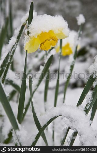 Daffodil covered in snow