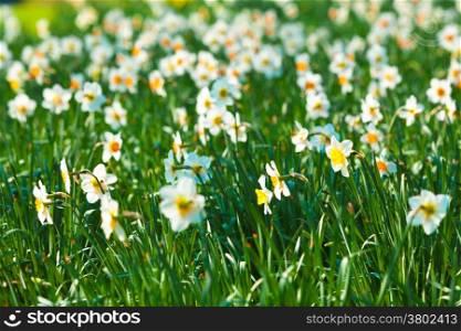 Daffodil flower or narcissus