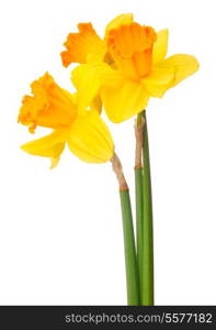 Daffodil flower or narcissus bouquet isolated on white background cutout