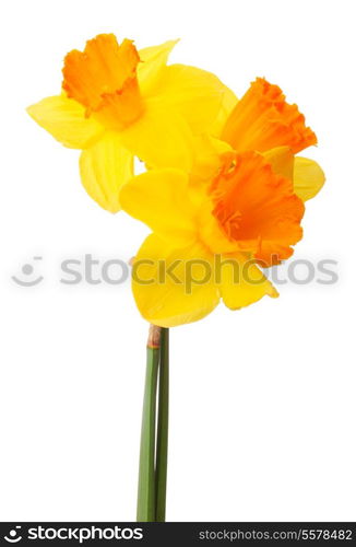 Daffodil flower or narcissus bouquet isolated on white background cutout