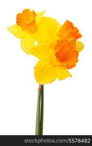 Daffodil flower or narcissus bouquet isolated on white background cutout