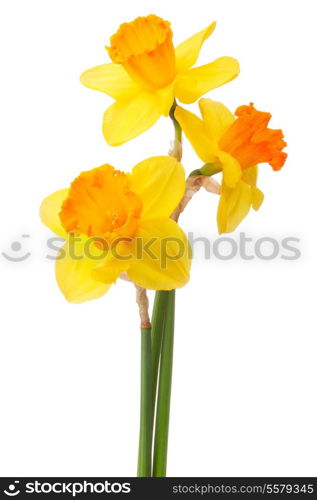 Daffodil flower or narcissus bouquet isolated on white background cutout