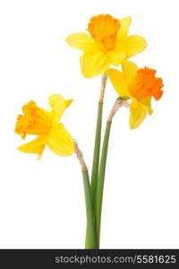 Daffodil flower or narcissus bouquet isolated on white background cutout