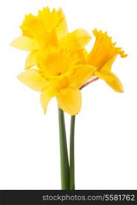 Daffodil flower or narcissus bouquet isolated on white background cutout